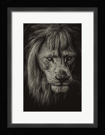Framed White Albino Lion IV Sepia Print