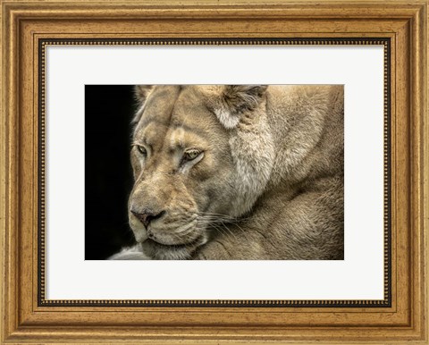 Framed Female White Lion Print
