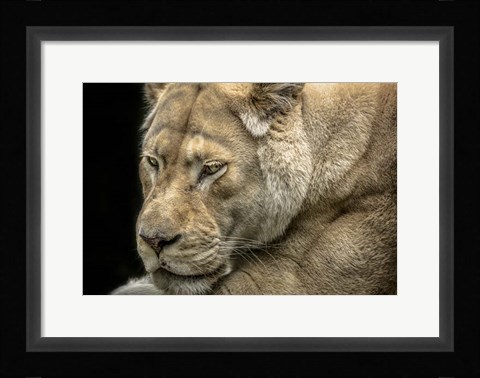 Framed Female White Lion Print