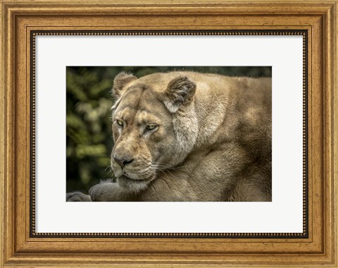 Framed Female White Lion II Print