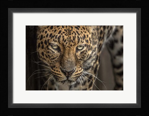 Framed Jaguar Print