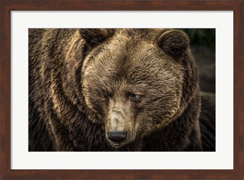Framed Grizzly II Print