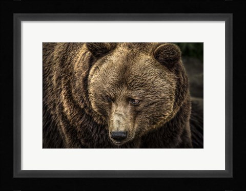 Framed Grizzly II Print