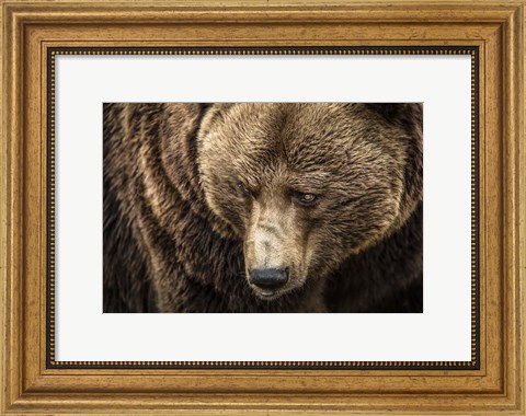 Framed Grizzly III Print