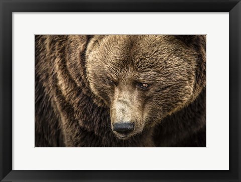 Framed Grizzly III Print