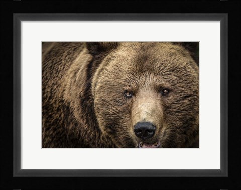 Framed Grizzly IV Print