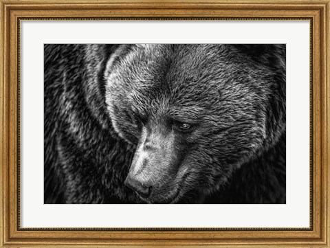 Framed Grizzly Close Up Black &amp; White Print