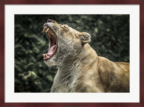 Framed Female White Lion Roars Print