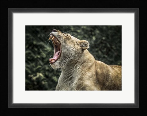 Framed Female White Lion Roars Print