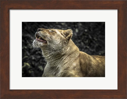 Framed Female White Lion Roars II Print