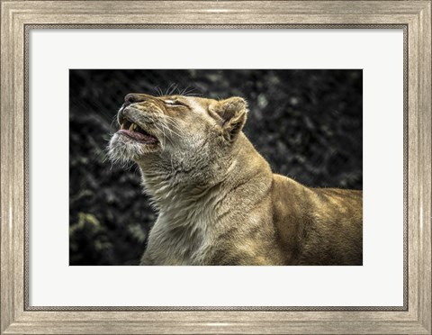 Framed Female White Lion Roars II Print