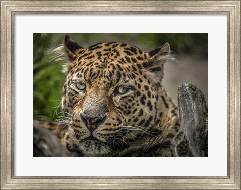Framed Jaguar Close Up Print