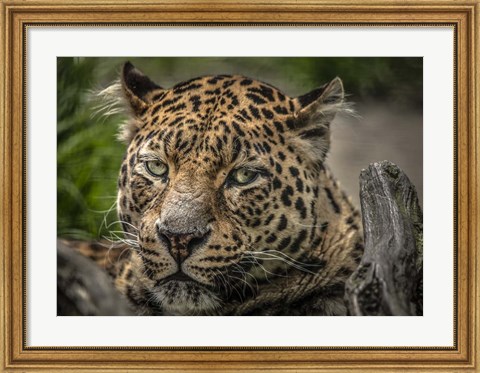 Framed Jaguar Close Up Print