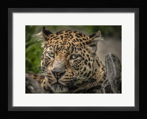 Framed Jaguar Close Up Print