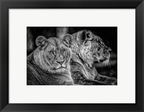 Framed Two Female Lions Black &amp; White Print