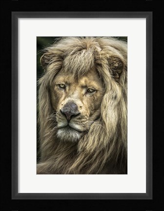 Framed White Albino Lion V Print