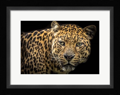 Framed Jaguar II Print