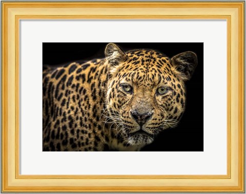 Framed Jaguar II Print