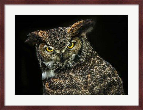 Framed Yellow Eyed Owl Print