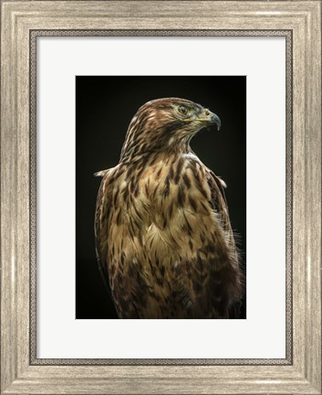 Framed Predator Bird Print