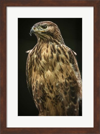 Framed Predator Bird II Print