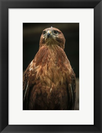 Framed Predator Bird III Print