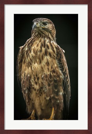 Framed Predator Bird IV Print