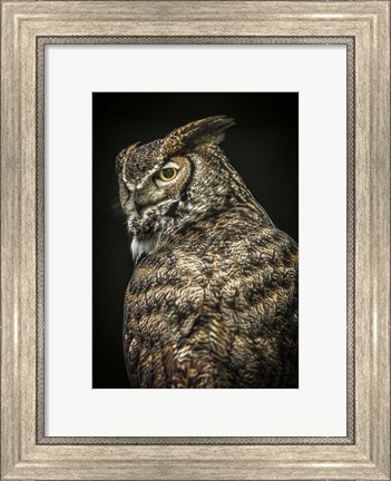 Framed Yellow Eyed Owl II Print