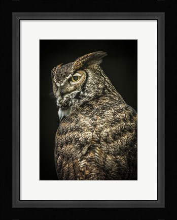 Framed Yellow Eyed Owl II Print