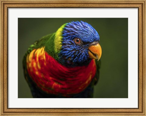 Framed Colorfull Bird II Print