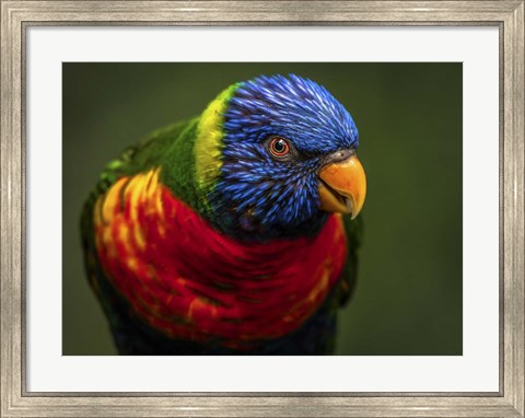 Framed Colorfull Bird II Print