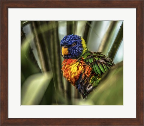 Framed Colorfull Bird III Print