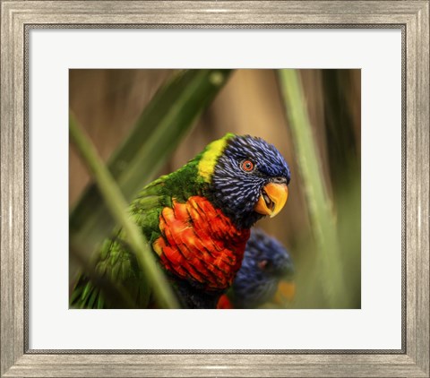 Framed Colorfull Bird IV Print