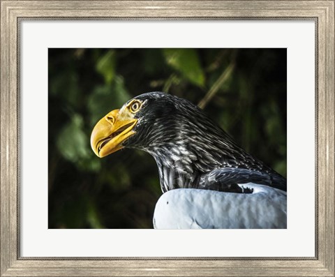 Framed Steller Eagle Print