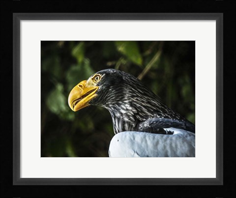 Framed Steller Eagle Print