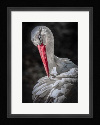 Framed Stork Print