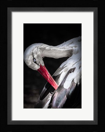 Framed Stork II Print