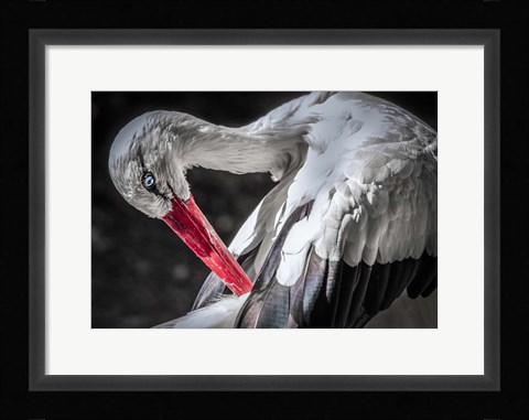 Framed Stork III Print