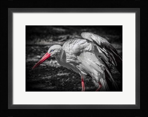 Framed Stork IV Print