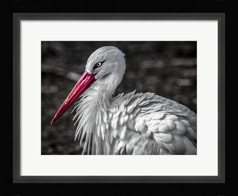Framed Stork V Print