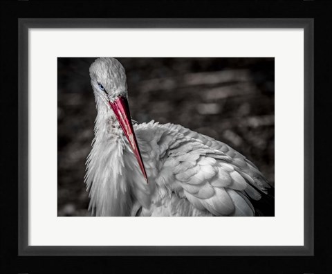 Framed Stork VI Print