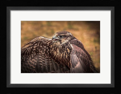 Framed Wings Print