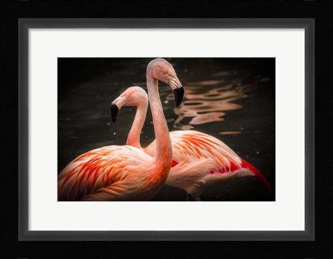 Framed Flamingos Print