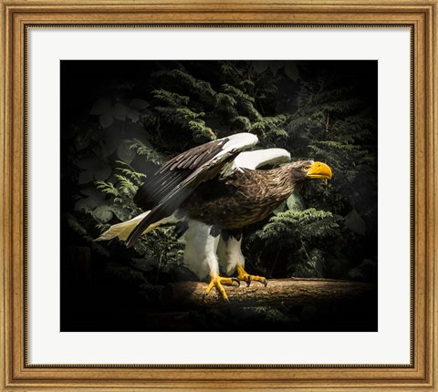 Framed Steller Eagle II Print