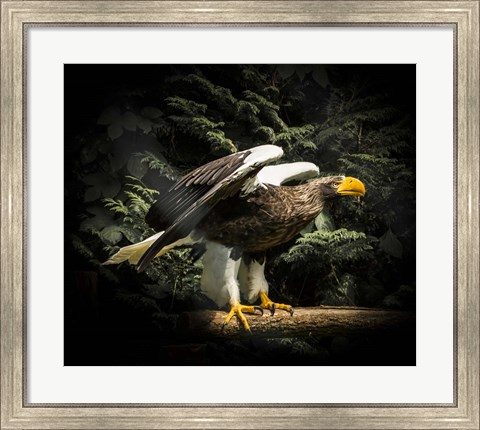 Framed Steller Eagle II Print