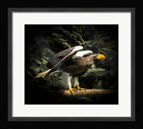 Framed Steller Eagle II Print