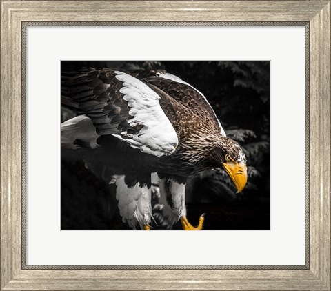 Framed Steller Eagle III Print