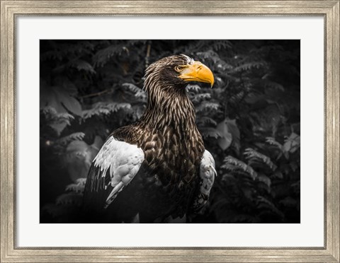 Framed Steller Eagle IV Black Print