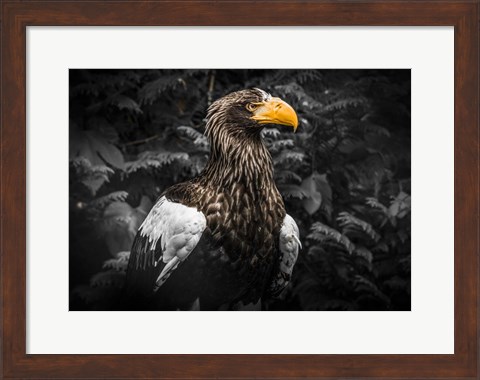 Framed Steller Eagle IV Black Print