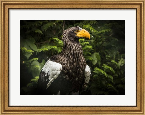 Framed Steller Eagle IV Print